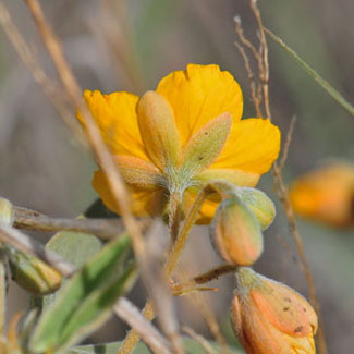 Sepals; Senna bauhinioides, Twinleaf Senna Senna bauhinioides, Twinleaf Senna